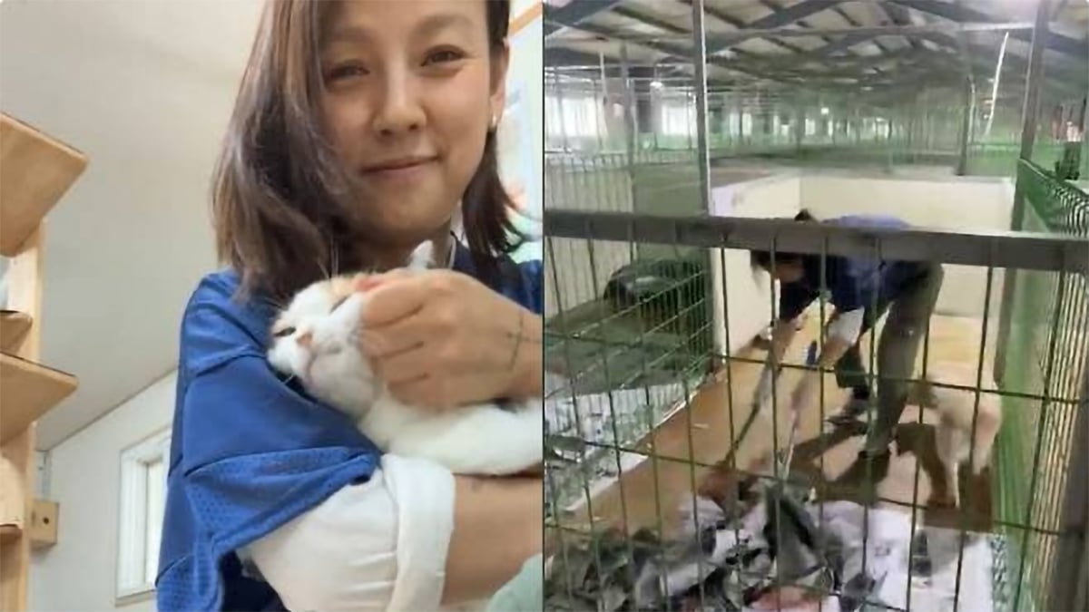 "It would be great if they get adopted," Lee Hyori volunteers at an animal shelter