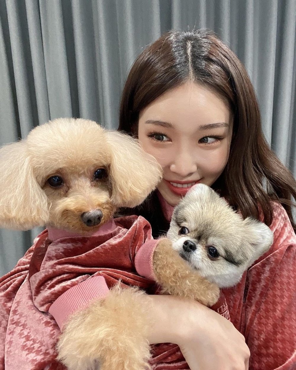 K-Pop Idols Who Cherish Their Pets as Family 6 Chungha's Dogs
