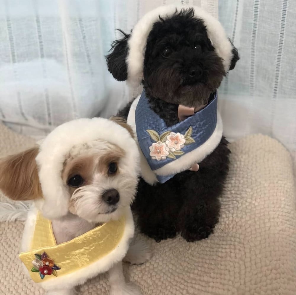 K-Pop Idols Who Cherish Their Pets as Family 4 Chanyeol's Dogs